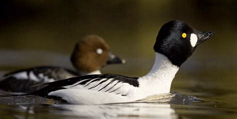 Diving Ducks Species To Spot In Cambridgeshire The Local View