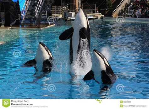 Killer Whale Orcinus Orca Editorial Photo Image 32270336
