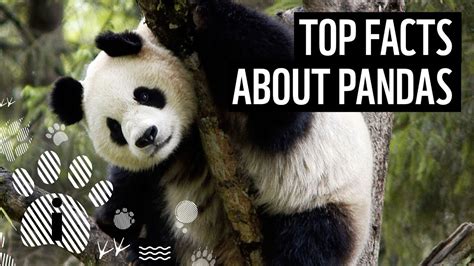 Top Facts About Giant Pandas Wwf 1000000beforeidie