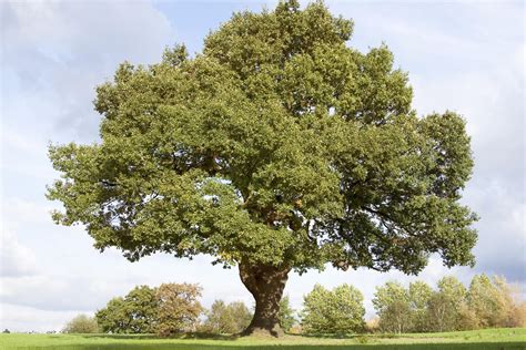 Holm Oak Tree Lovetoknow