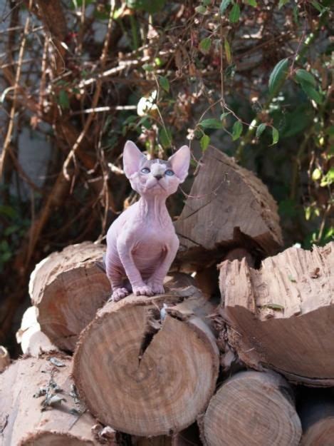 Sphynx Sphynx Cat Sphynx Chicken Cat