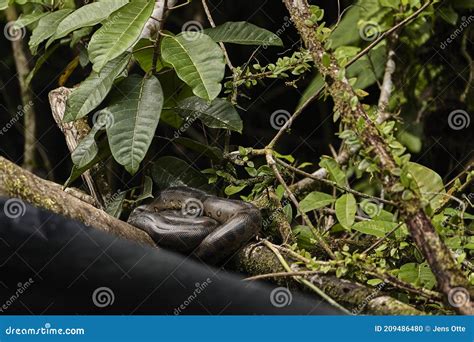The Green Anaconda Eunectes Murinus Also Giant Or Common Anaconda