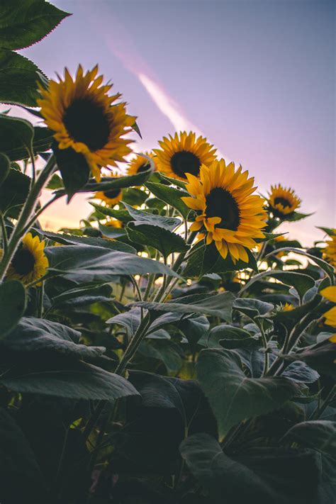 Sunflowers Background Phone Backgrounds Wallpaper Aes