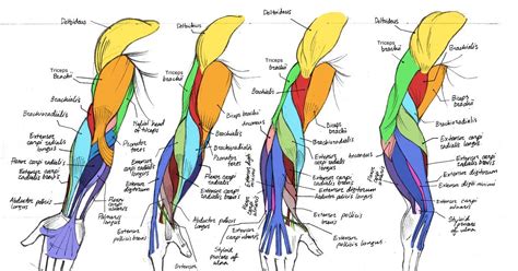 Name Muscles In Arm What Is The Muscle Under Your Upper Arm Called