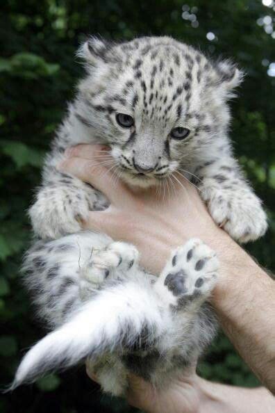 Facts About Baby Snow Leopard Snow Leopard Cubs Animal Facts Blog