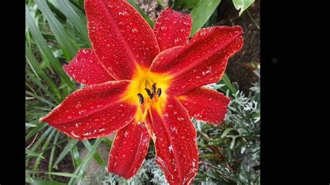 Not every plant, flower or fruit, though, is healthy for the environment. The Flowers of Guatemala.wmv - YouTube