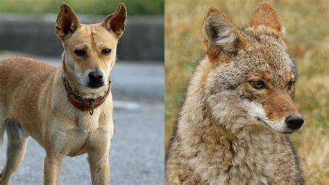 Do Coyotes Breed With Dogs