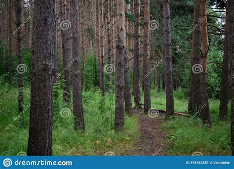 The Path Is A Road In A Pine Forest Deciduous Forest Stock Image