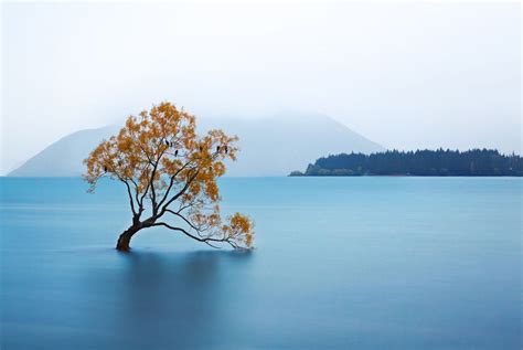 Lake Wanaka The Alone Tree New Zealand