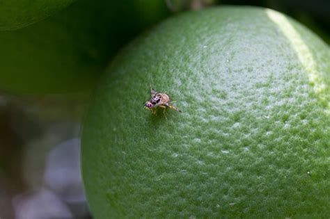Fruit Fly Stock Photo Download Image Now Mediterranean Fruit Fly