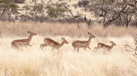 Wildlife Photography Safari Africa 2023 Venture Photography Workshops