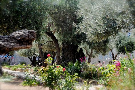 Garden Of Gethsemane Pitter Patter