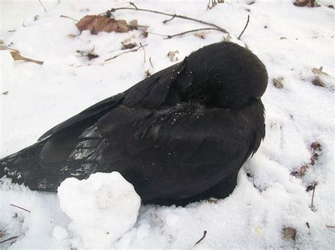 Sleeping Crows At Duckduckgo Dream Pet Hero Of Ferelden Crow