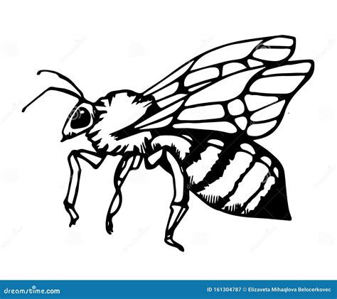 Honey Bee Vintage Vector Drawing Hand Drawn Isolated Insect Sketch
