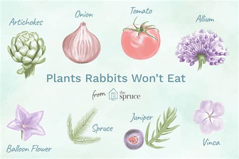 Plants Rabbits Will Not Eat
