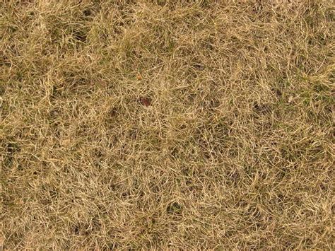 Grassdead0042 Free Background Texture Grass Dead Dry Short Brown