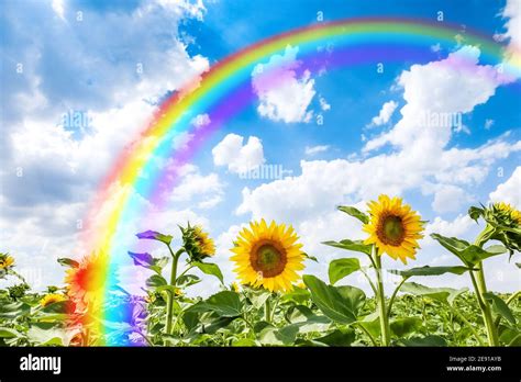 View Of Sunflower Field With Rainbow In Sky On Summer Day Stock Photo