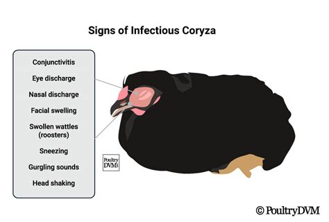 Infectious Coryza In Chickens