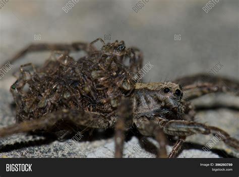 Wolf Spider Lycosidae Image And Photo Free Trial Bigstock
