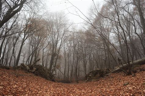 Fog And Fallen Leaves Stock Image Image Of Misty Natural 34813719