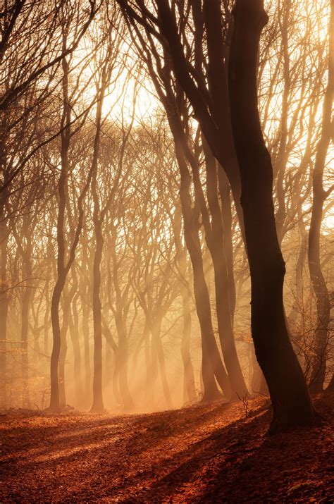 Speulderbos 16 By Mr Deshamer 500px Natuur Fotografie Natuur