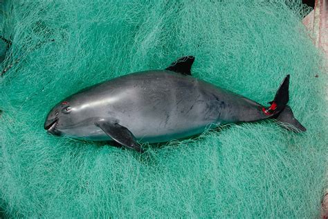 Worlds Most Endangered Marine Mammal Is Now Down To 10 Animals New