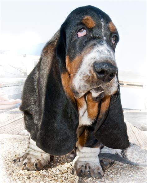 Check Out Those Super Long Ears Basset Dog Basset Hound Dog