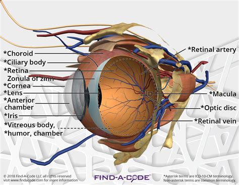 Ophthalmologyoptometry Articles And Resources