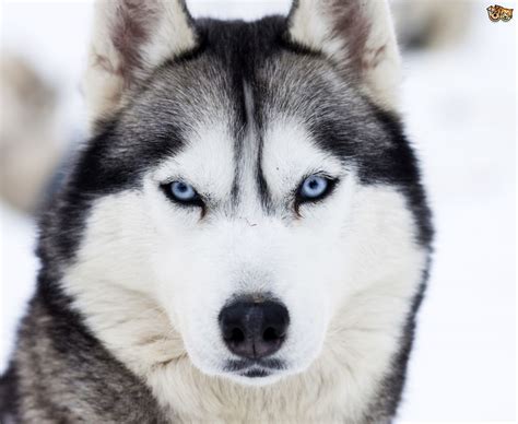 Siberian Husky Colours And Commonly Confused Breeds Pets4homes