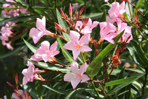 To connect with oleander, join facebook today. Botanikus: Oleander
