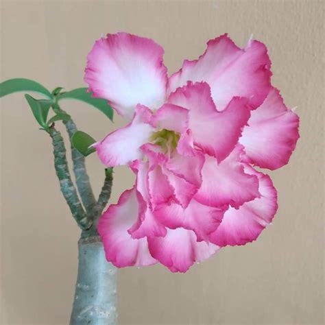 Pin By Grace Cruz On Adenium Aka Desert Rose Desert Rose Rose Adenium