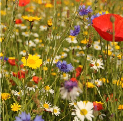 Wild Flower Meadow Seeds Scented Bee Butterfly Cottage Garden No Grass