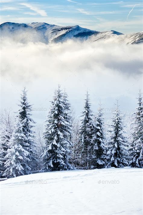 Beautiful Winter Landscape With Snow Covered Trees Stock Photo By Byrdyak