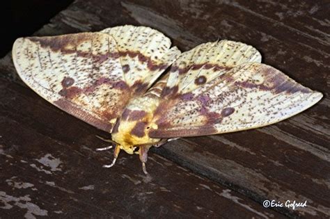 Imperial Moth Eacles Imperialis Eacles Imperialis Bugguidenet