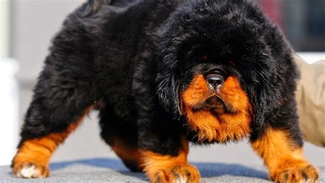 Woof 5 Stupidly Expensive Dog Breeds From Around The World
