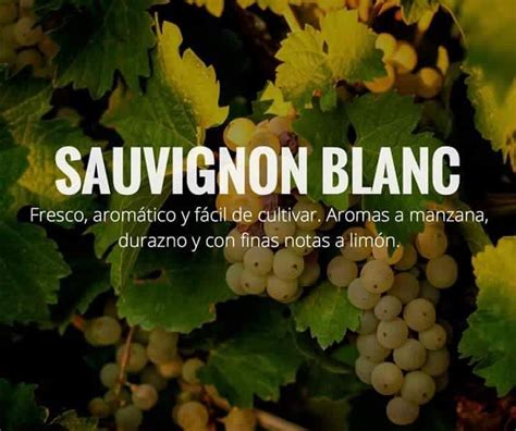 Suavignon Blanc Fresco Wine Drinks Beverages Vides Types Of Wine