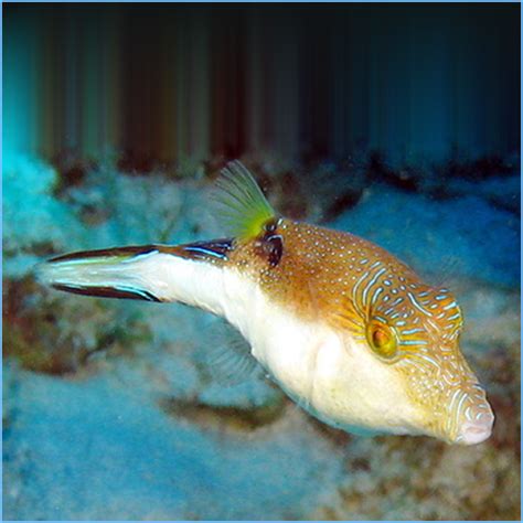 Caribbean Sharpnose Toby Or Atlantic Toby Pufferfish Petes Aquariums