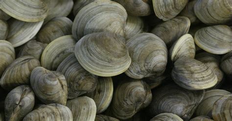 How Do Clam Shells Form