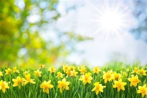 Daffodil Field Spring Netherlands Wallpapers Wallpaper Cave