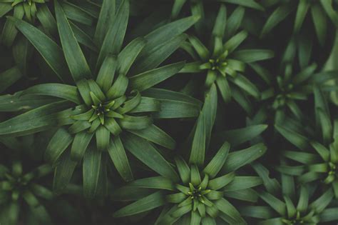 Green Plants Wallpapers Top Free Green Plants Backgrounds