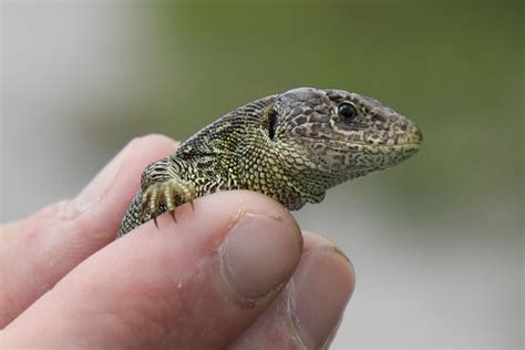 Boost For Uks Rarest Lizard As Over 140 Released Into Wild Marwell Zoo