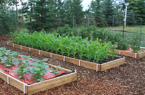 Drip irrigation is an efficient, convenient way to water your garden. More raised beds allow for new veggie varieties | The ...