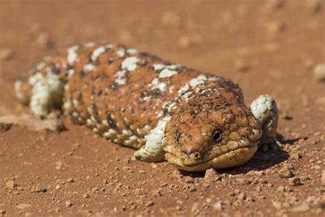 Shingleback Facts Critterfacts