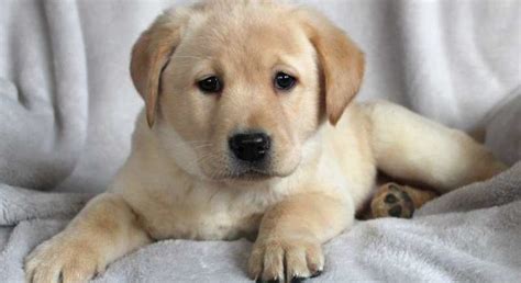 Yellow Labrador Retrievermeet Darla A Puppy For Adoption