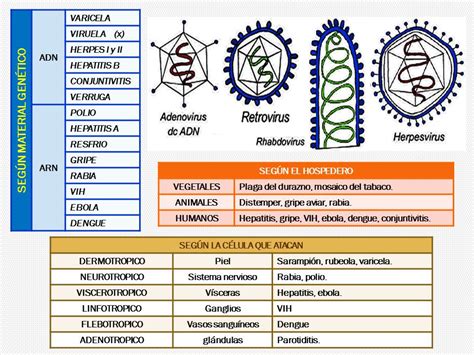 Biología Didáctica Nsc 4° Los Virus