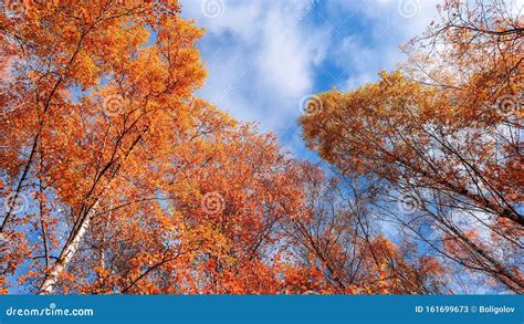 Autumn Birch Trees In Moscow Against Cloudy Sunny Blue Sky Stock Image