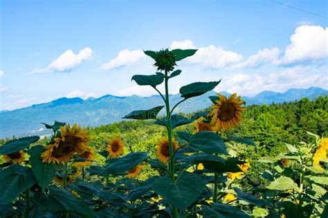 Beautiful Sunflowers Blooming In Chinese Sunflower Garden Stock Image