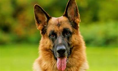 German Shepherd Wallpapers Dog 1080p 4k Mastiff