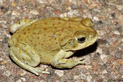 Sonoran Desert Toad Critter Science