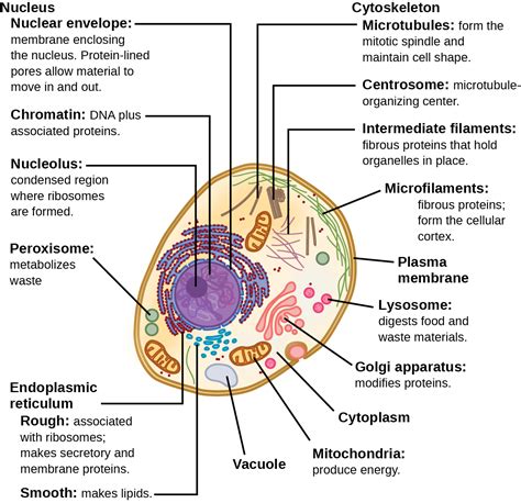 Do both cells in model 3 have mitochondria? Eukaryotic Cells | OpenStax Biology 2e